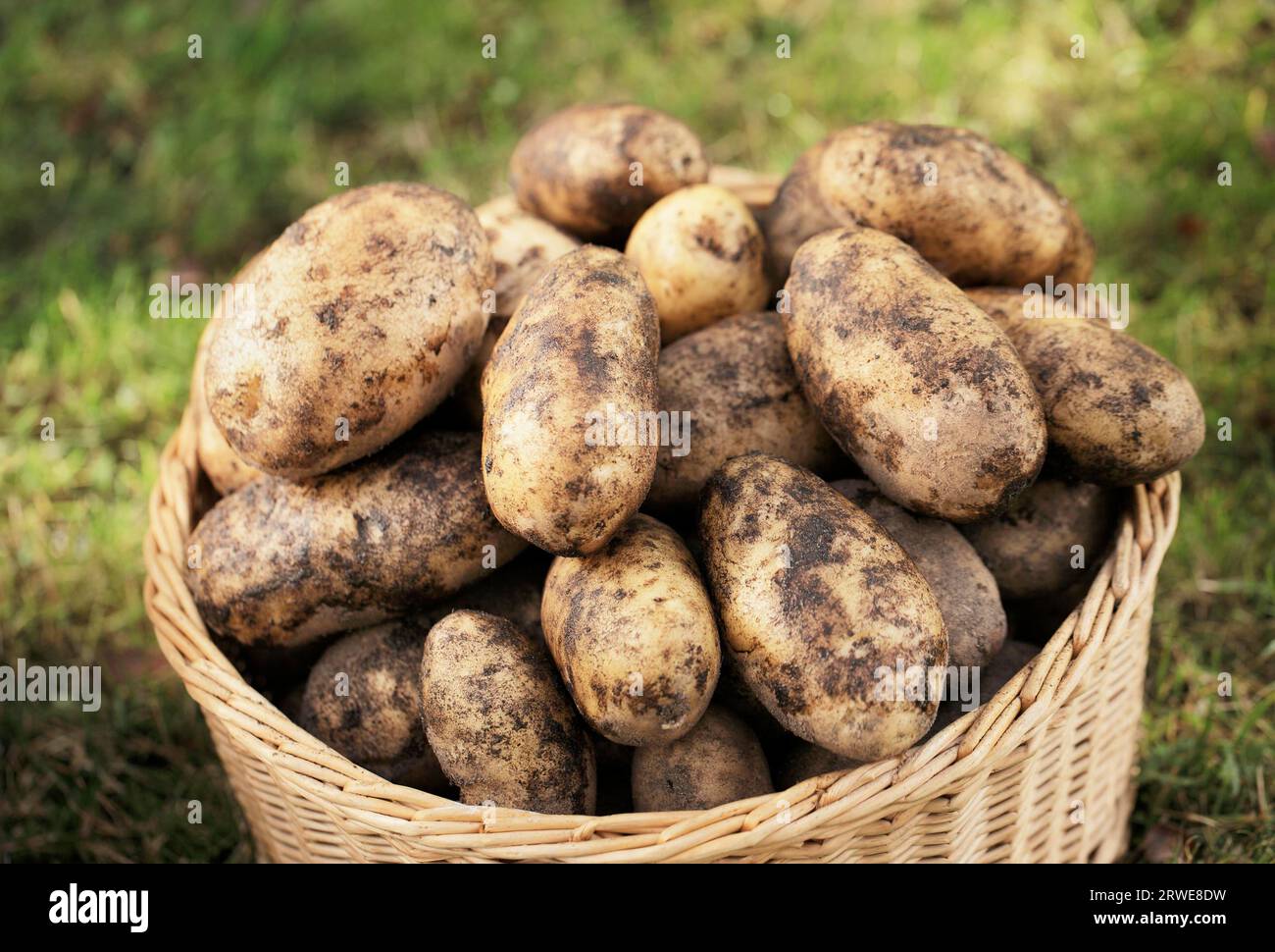 Harvested potatoes in a woven wicker basket Stock Photo