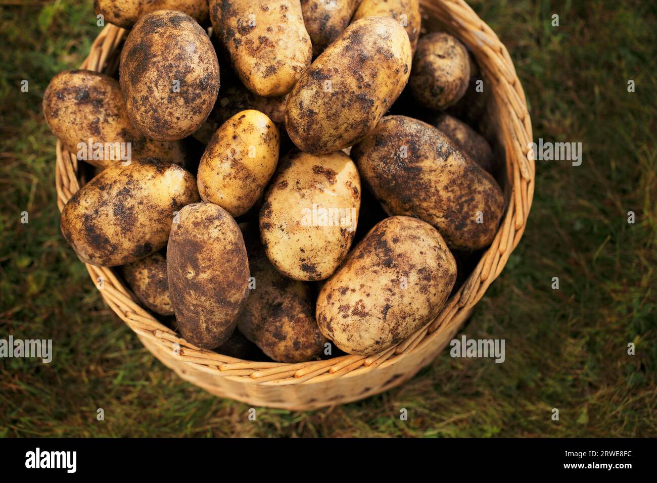 DIrty harvested potatoes in a wicker basket Stock Photo
