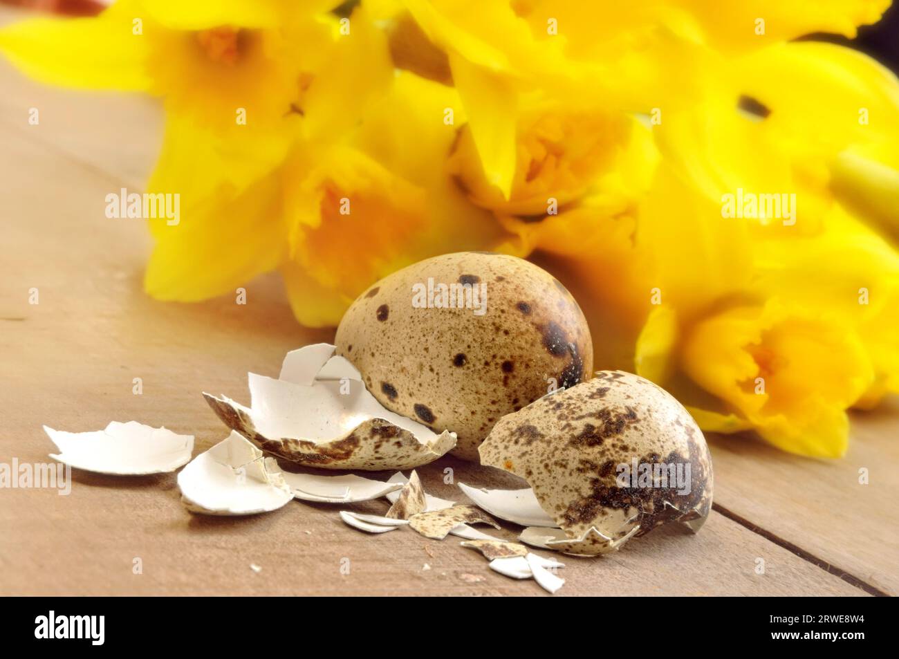 Bird's egg and daffodils on a table Stock Photo