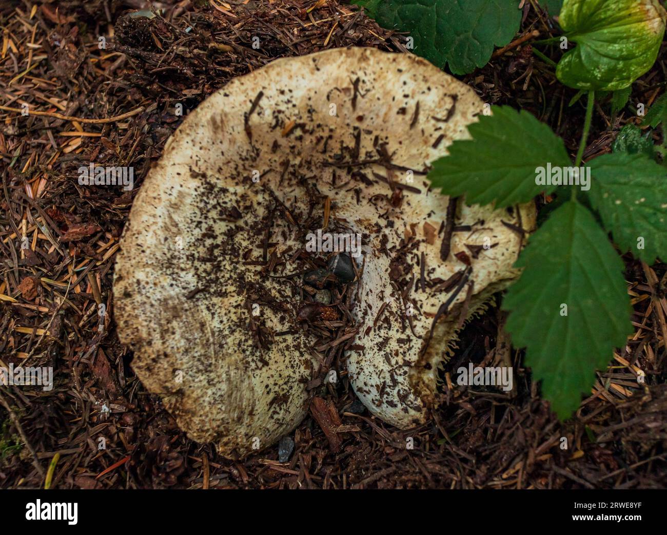 Identify pine mushrooms hires stock photography and images Alamy