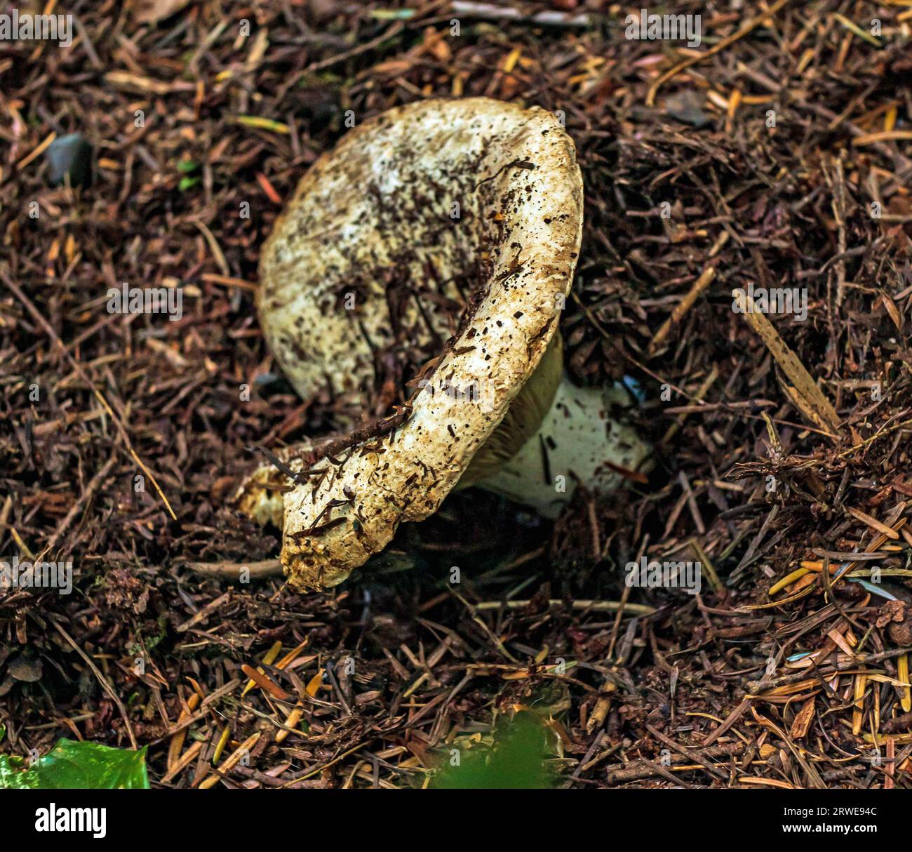 Pine Mushroom Bc Free Return