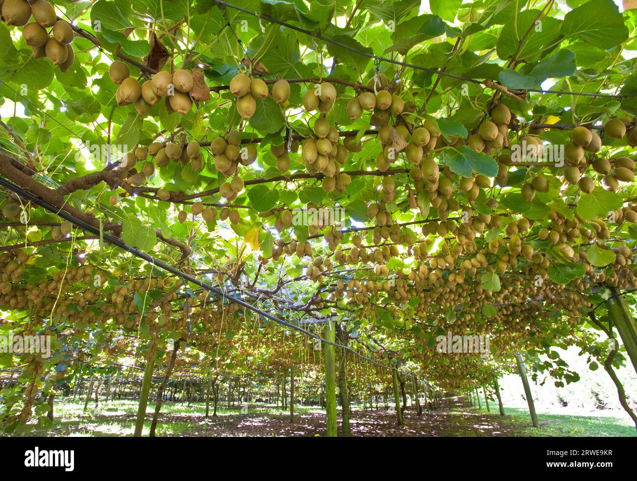 Kiwi growing in New Zealand Stock Photo Alamy