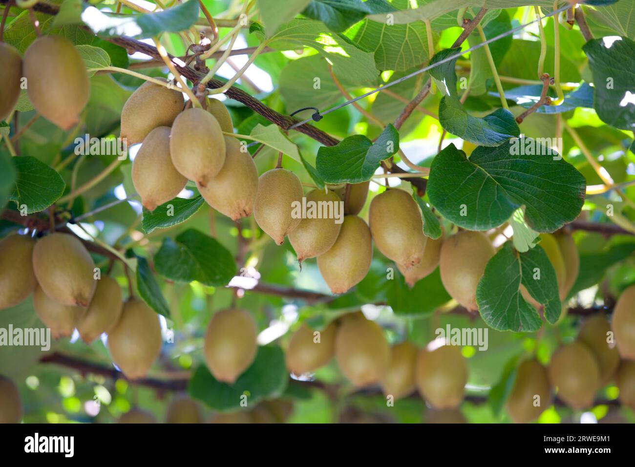 Kiwi growing in New Zealand Stock Photo