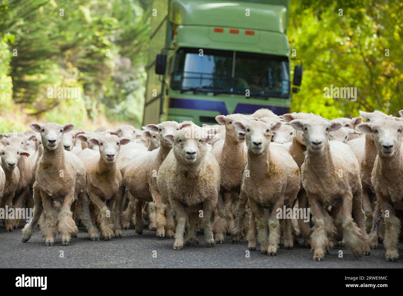 Sheep Farming in New Zealand Stock Photo Alamy