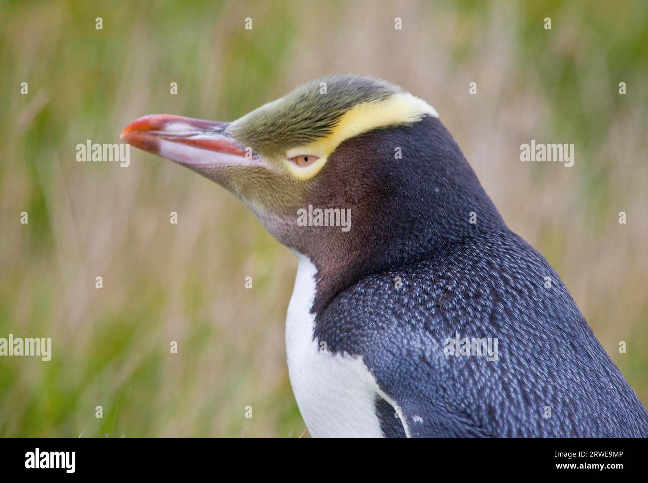 Yelloweyed Penguin in New Zealand Stock Photo Alamy