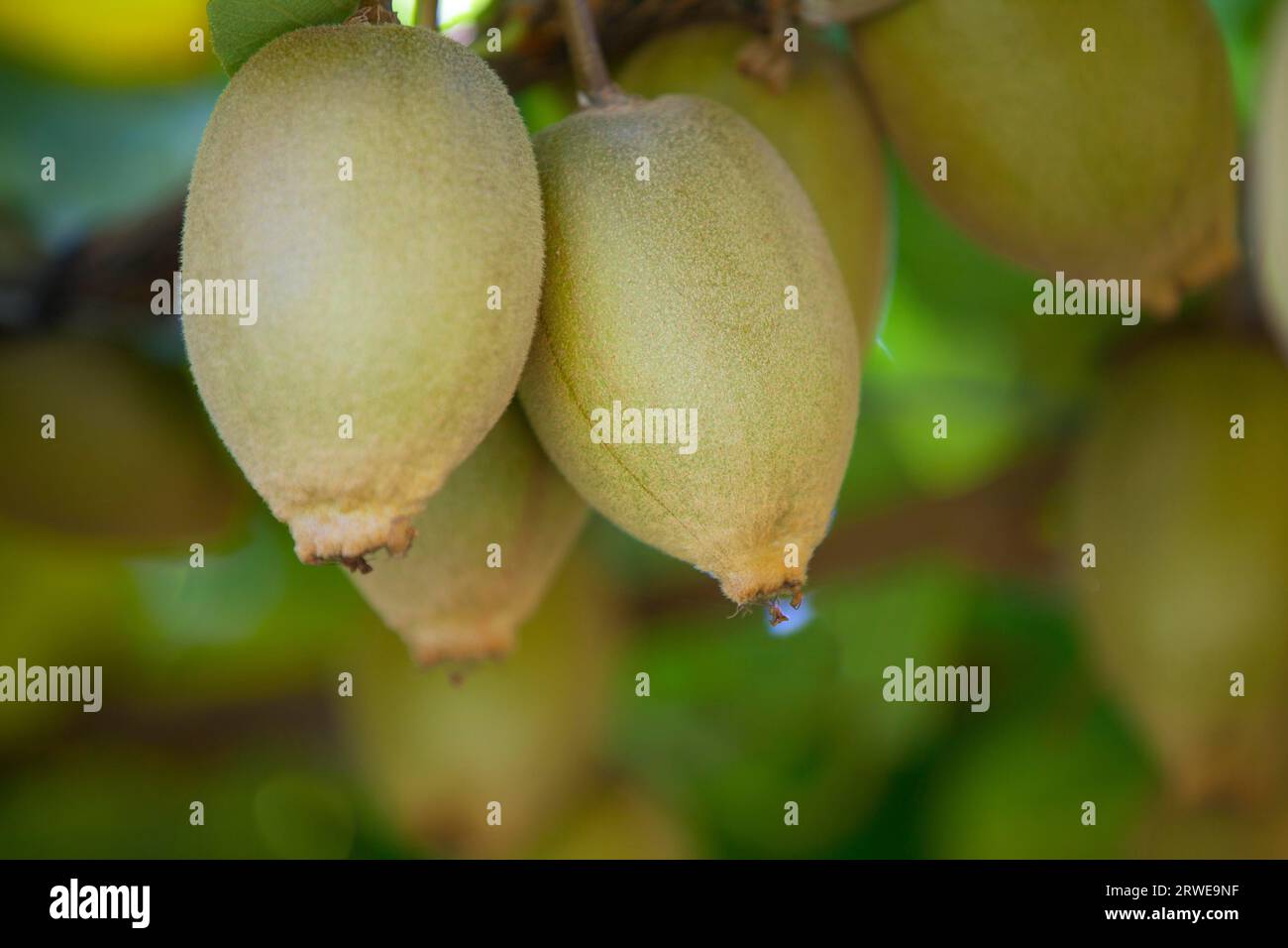 Kiwi plantation new zealand hires stock photography and images Alamy