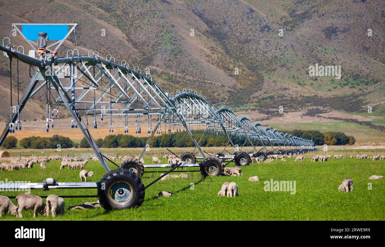 Sheep Farming in New Zealand Stock Photo