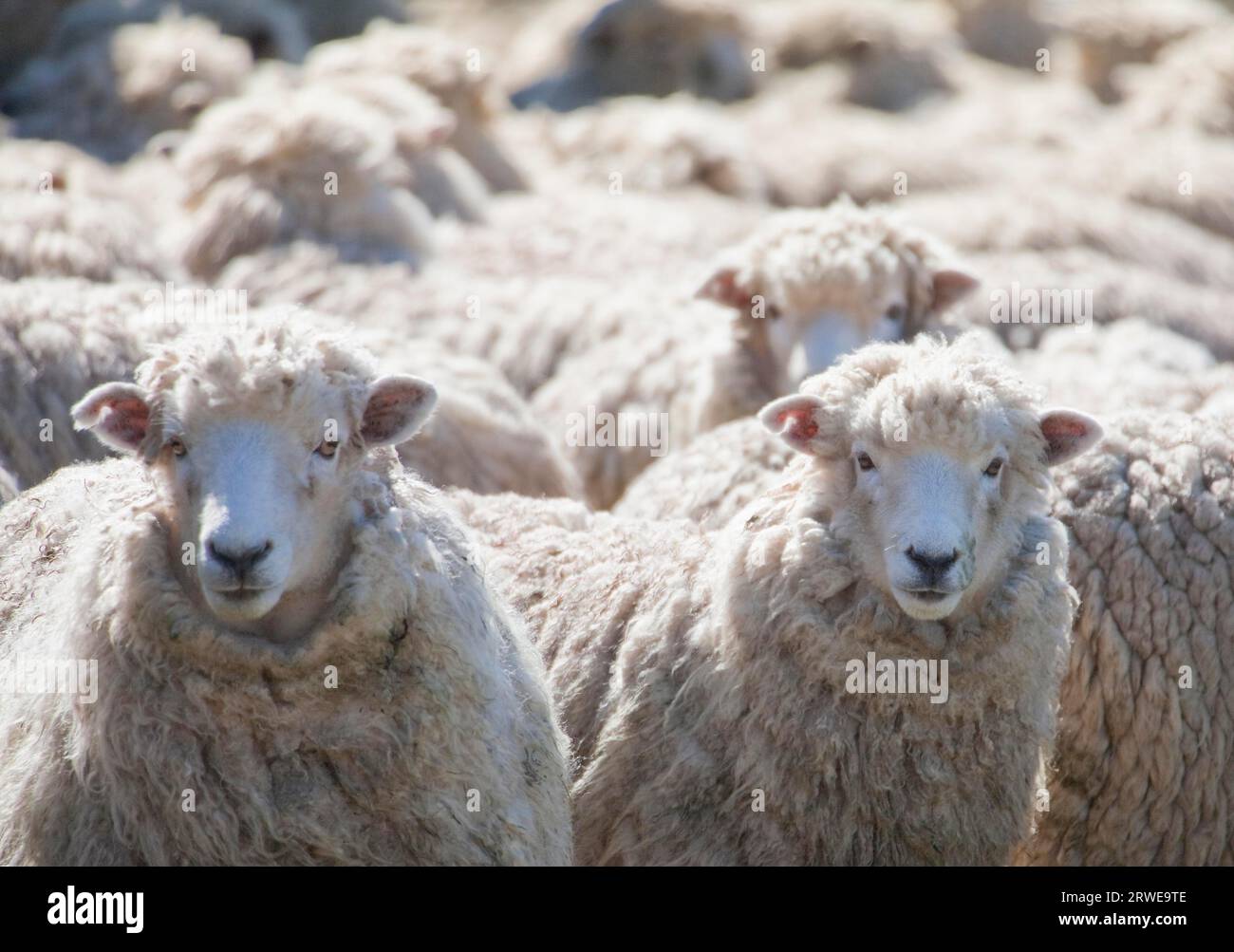 Merino sheep new zealand hires stock photography and images Alamy