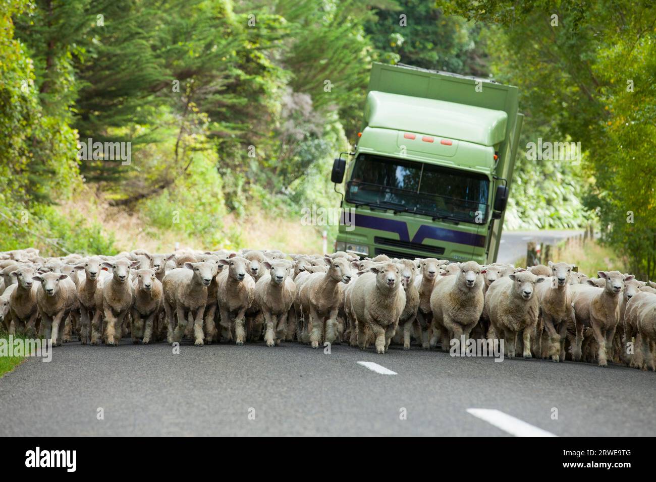 Sheep Farming in New Zealand Stock Photo