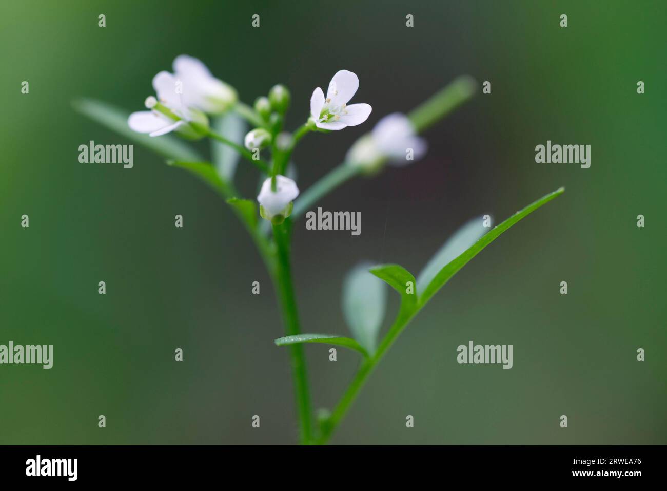 Wood bitter-cress (Cardamine) is a common and widespread flowering plant in many regions of Europe (Wood foamwort) (Photo Wood foamwort on a forest Stock Photo