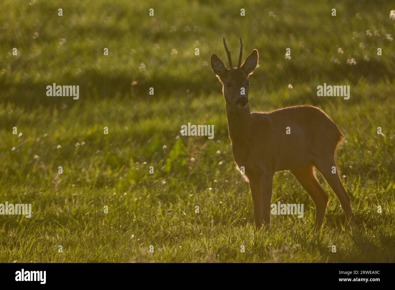 A very old Roe Deer buck stands during the rut in a meadow (European ...