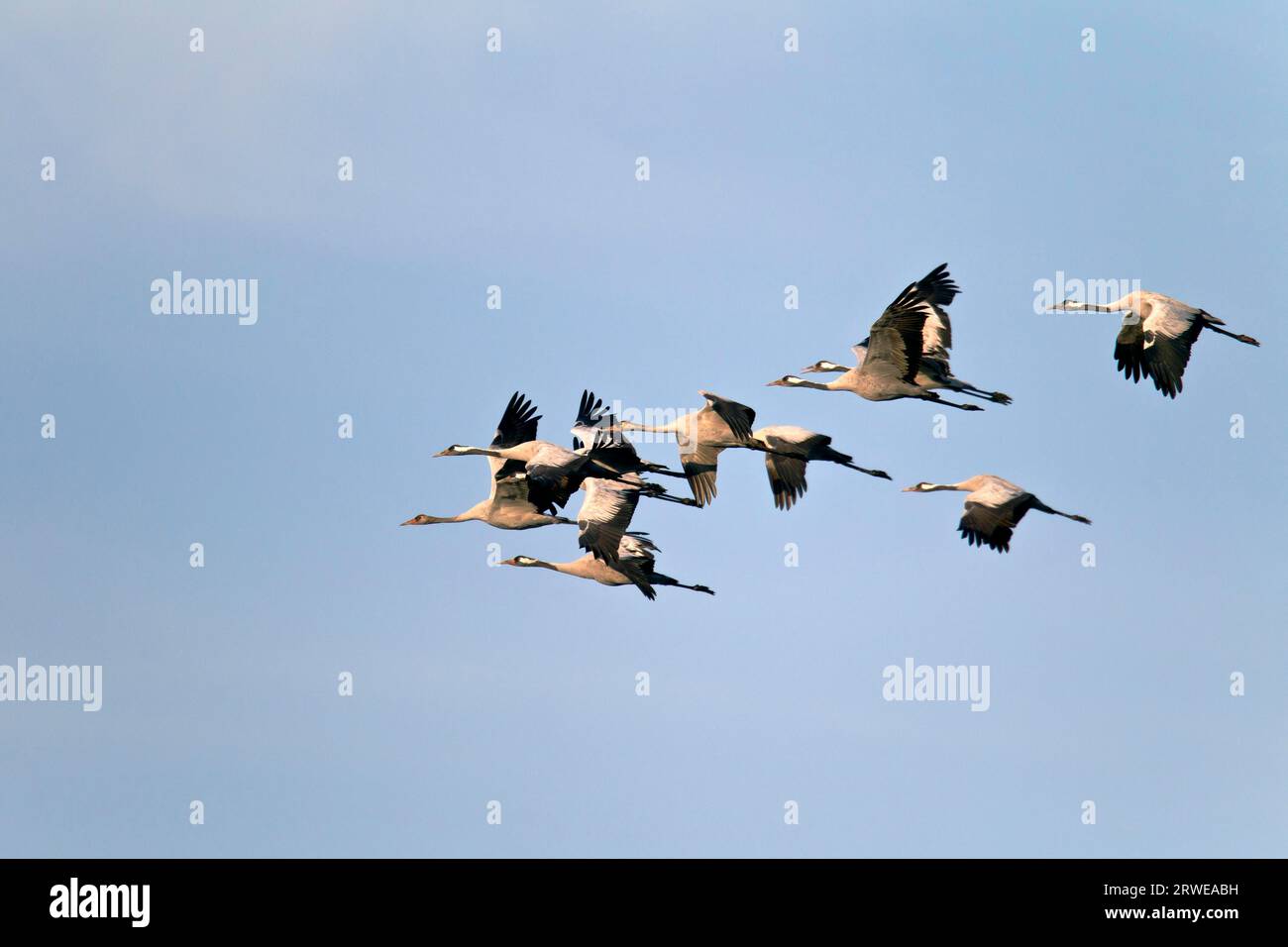 Crane, migrating flocks fly in V-formation (common crane (Grus grus ...