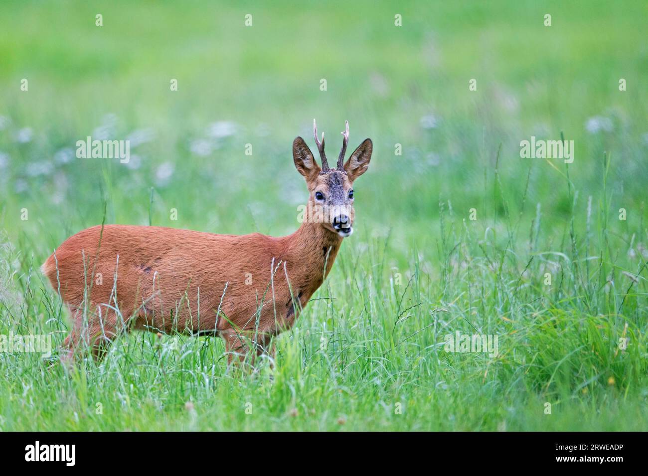 European roe deers (Capreolus capreolus) need 1, 3 litres of water per 10 kg body weight per day, mostly the liquid is absorbed through the food Stock Photo
