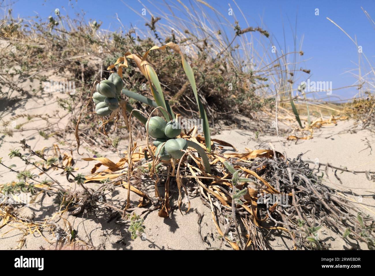 Sea Daffodil, Pancratium maritimum Seeds - Dry Lilly Beach Plants Stock Photo