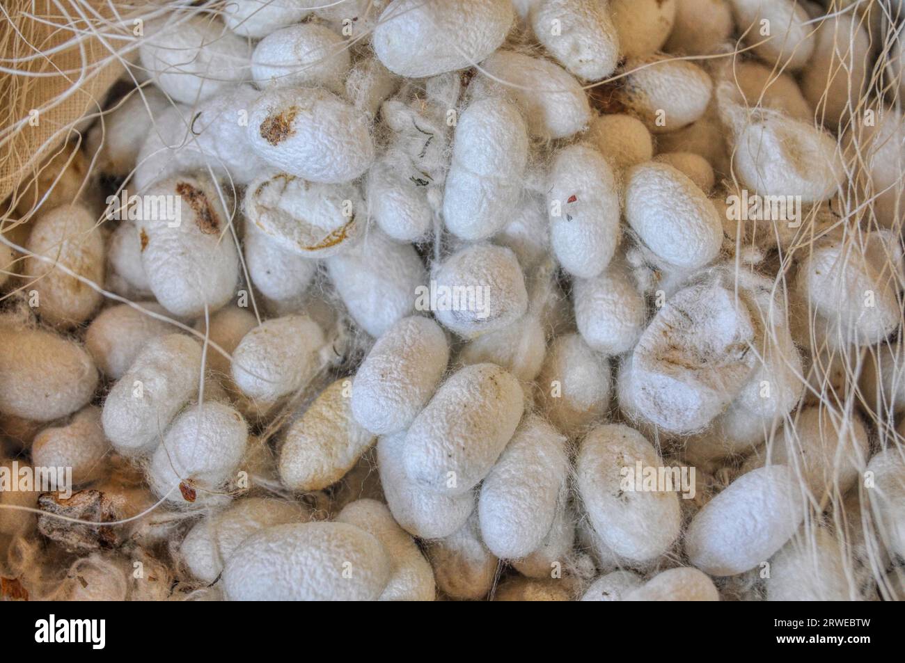 Cocoons used for silk production in Uzbekistan Stock Photo Alamy