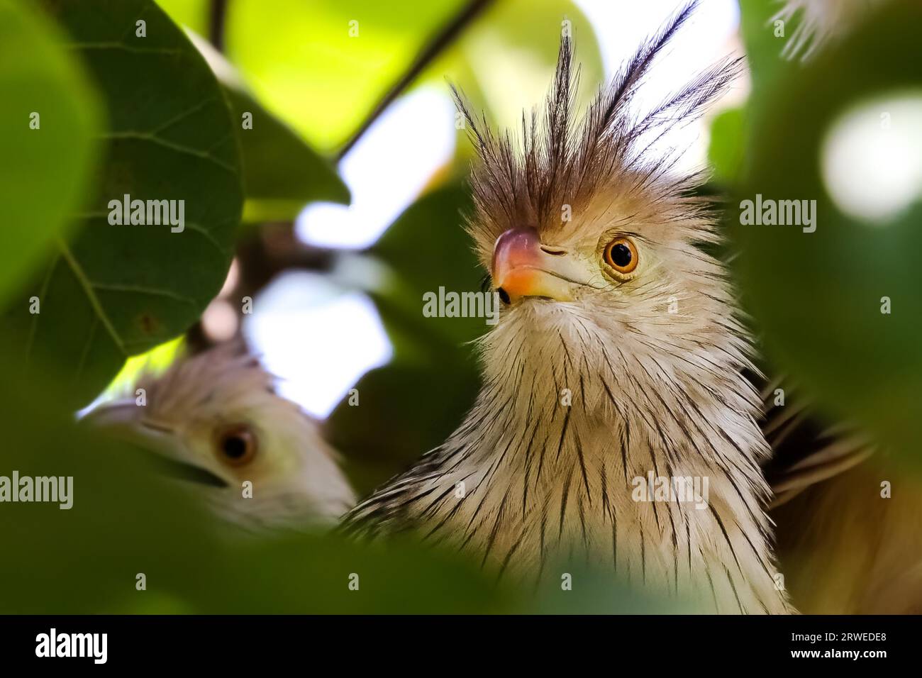 Close up of Guira cuckoo in a tree, Amazon, Brazil Stock Photo