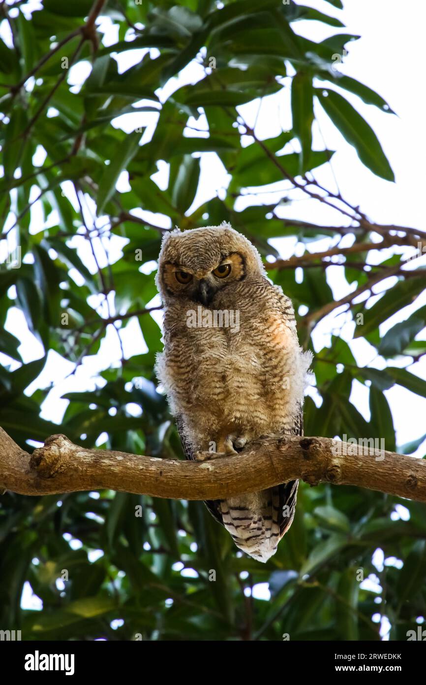 Great horned owl sitting on a branch, facing, Panatanl, Brazil Stock ...