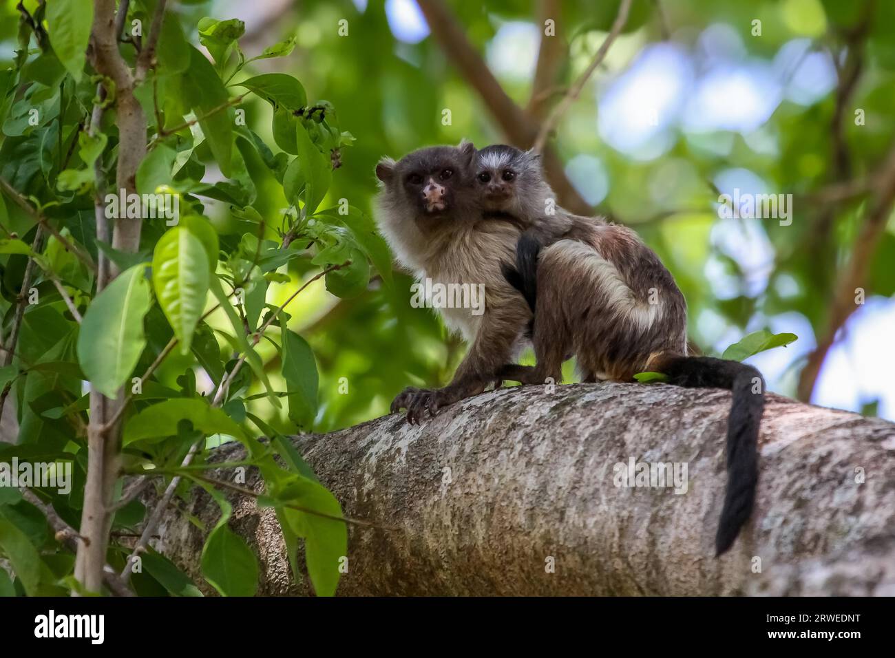 Black tailed marmoset with b Baby on the back, facing, in the forest, Pantanal, Brazil Stock Photo