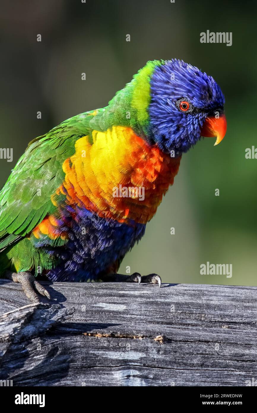 Rainbow Lorikeet in Queensland Australia Stock Photo