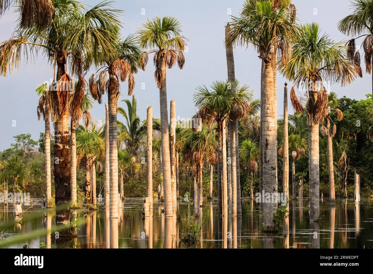 Lagoa das Araras, palm lagoon, home of Blue-and-yellow macaw, Amazon, Brazil Stock Photo