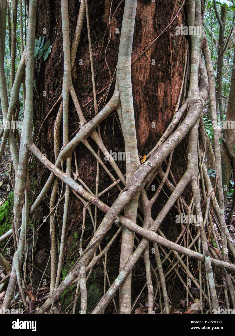 The roots of a fig tree are strangling a tree trunk in the rainforest ...