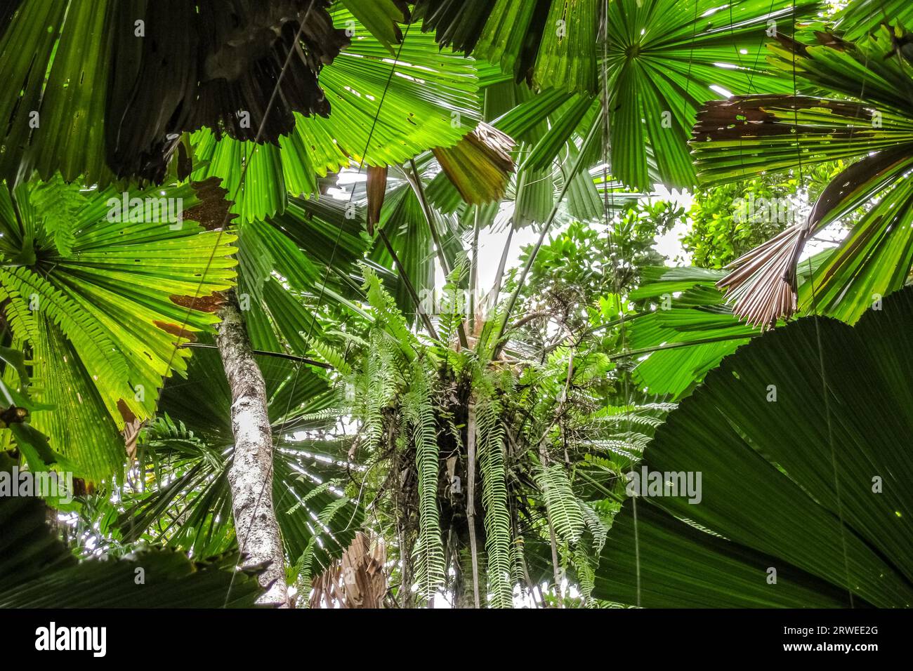 Fan palm forest hi-res stock photography and images - Alamy