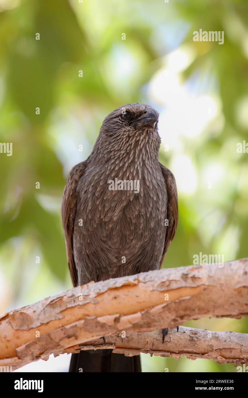 Pheasant coucal sitting on a branch with green background, Northern Territory, Australia Stock Photo