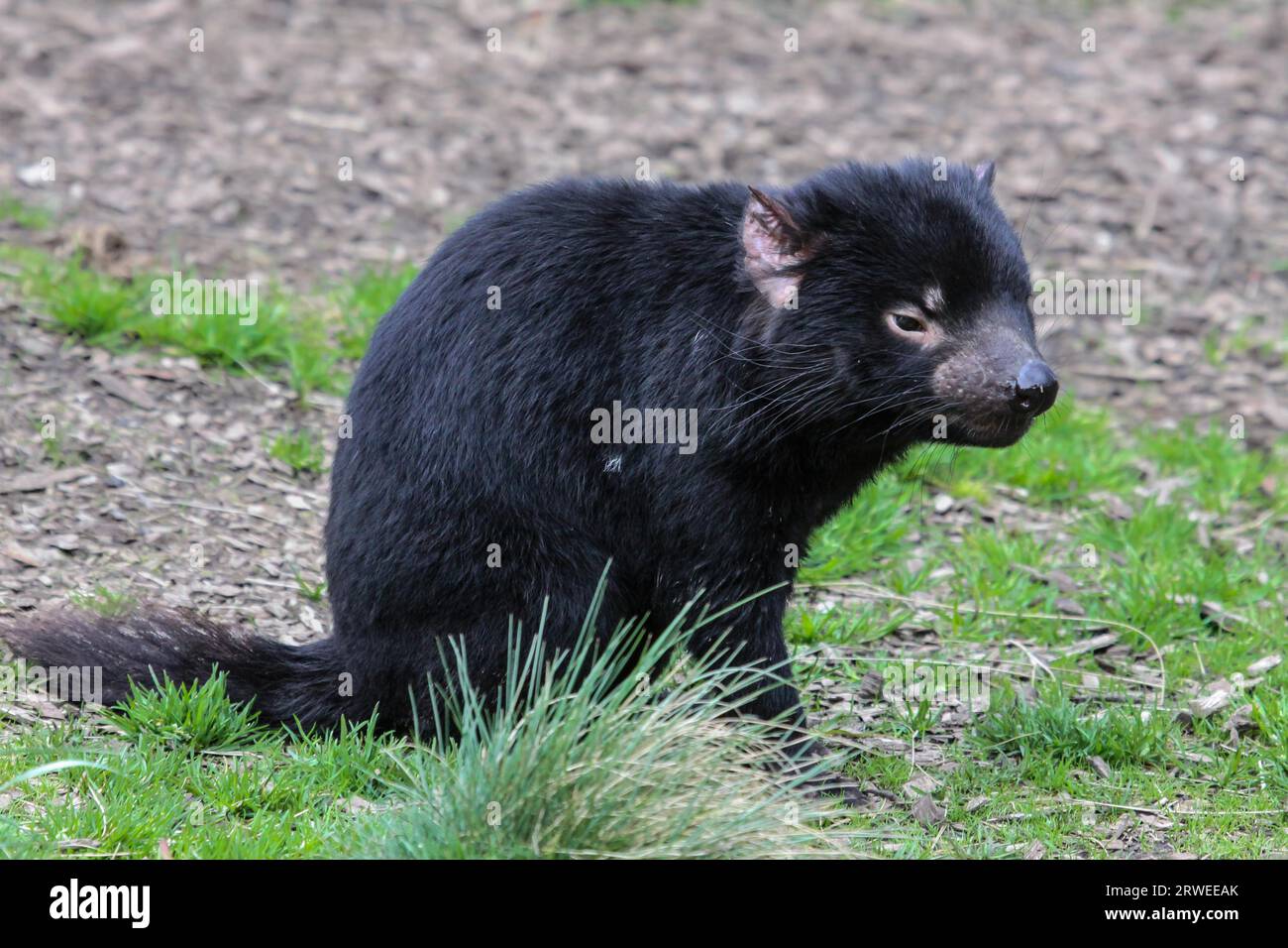 Close up of an Tasmanian devil, Cradle Mountain NP, Tasmania Stock Photo