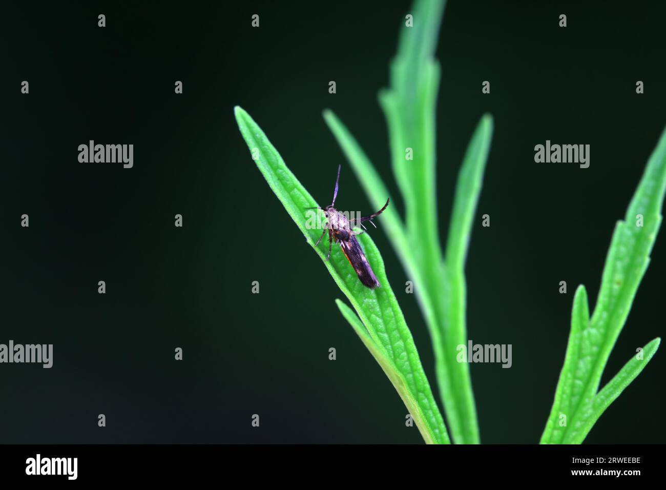 Limb lifting moth hi-res stock photography and images - Alamy