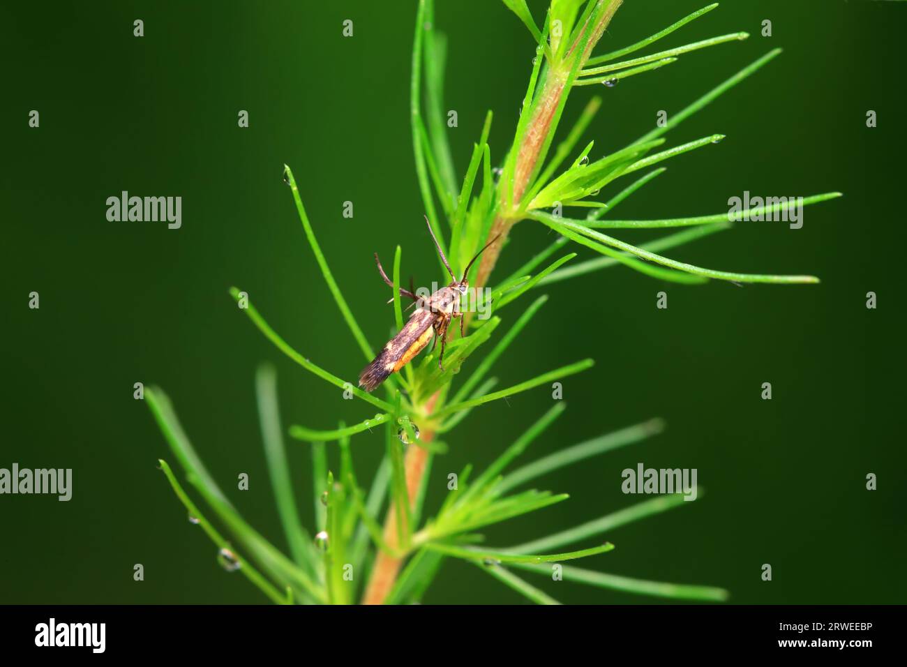 Limb lifting moth hi-res stock photography and images - Alamy