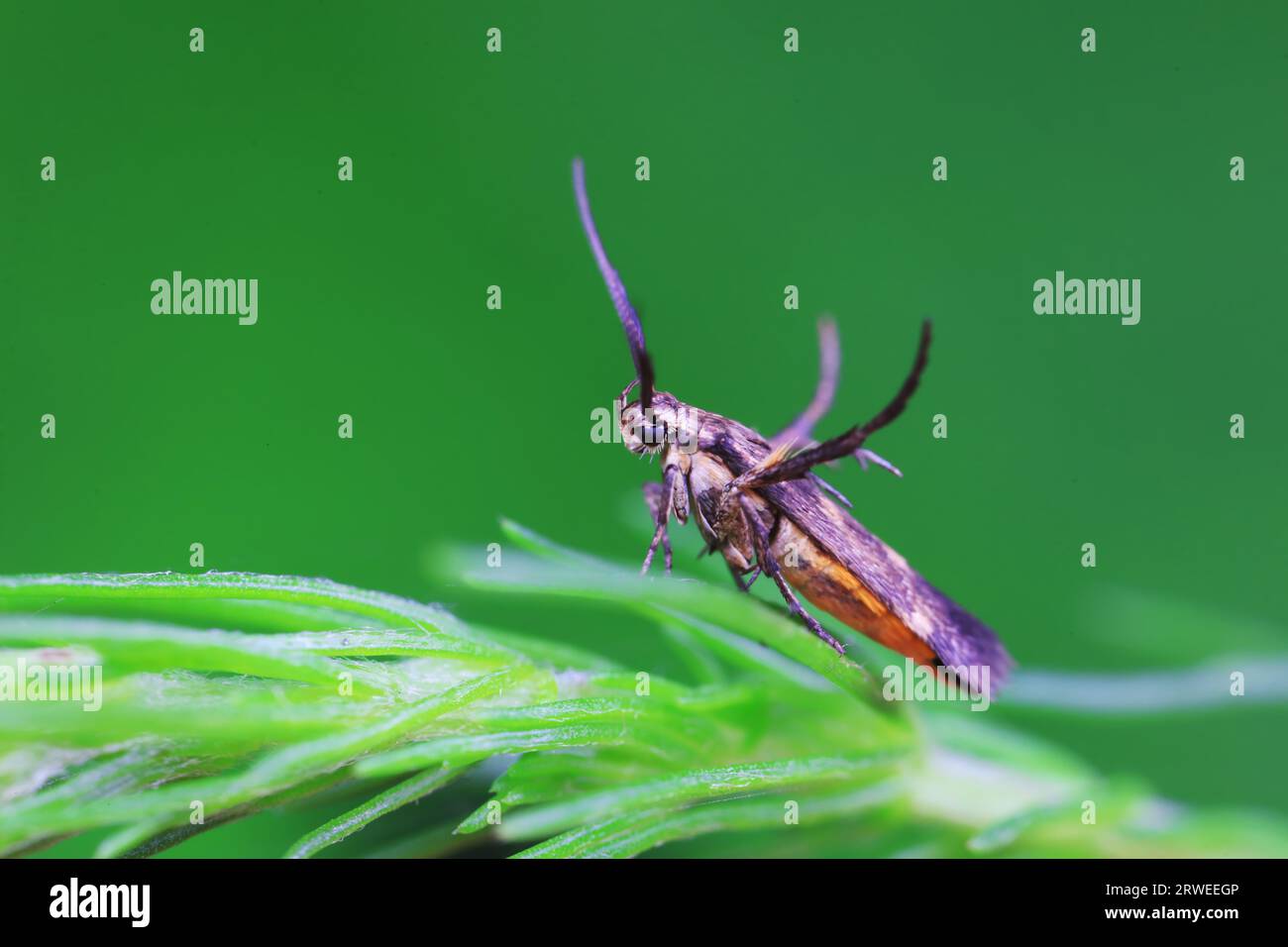 Limb lifting moth hi-res stock photography and images - Alamy