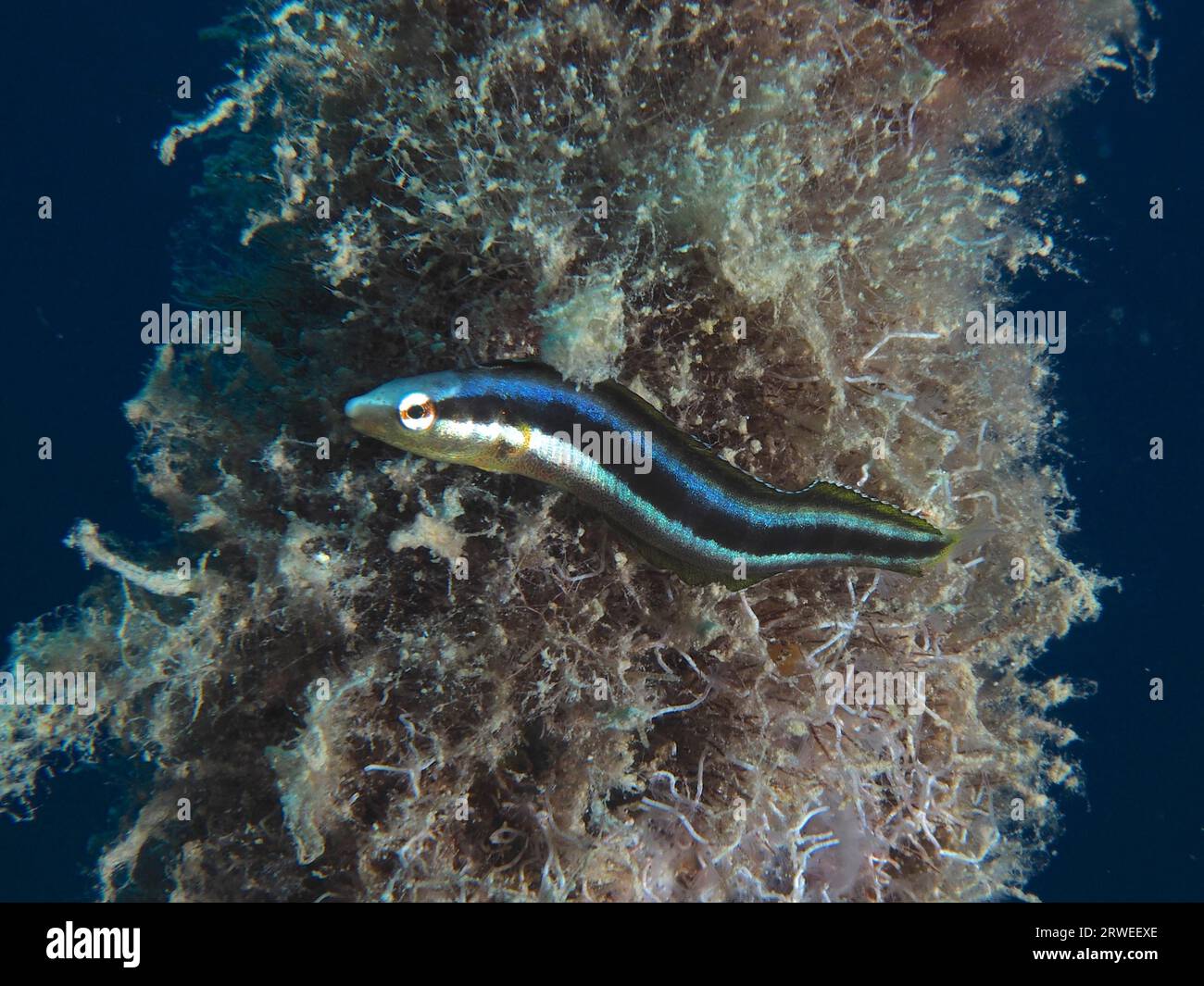 Dussumier's sabre-tooth blenny (Aspidontus dussumieri), female, dive site House Reef, Mangrove Bay, El Quesir, Red Sea, Egypt Stock Photo