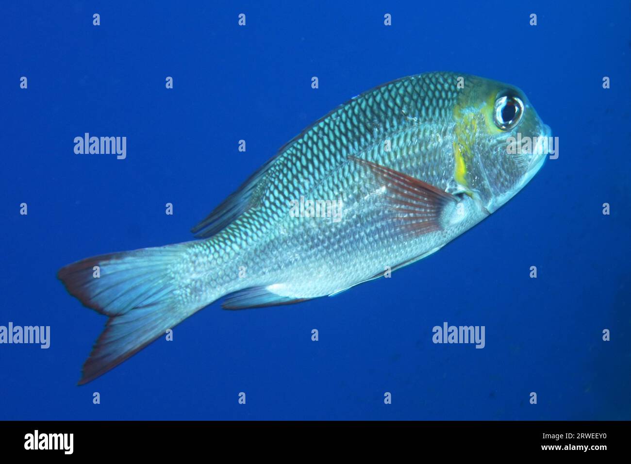 Humpnose big-eye bream (Monotaxis grandoculis) against a solid blue background, exempt, St. Johns Reef dive site, Red Sea, Egypt Stock Photo