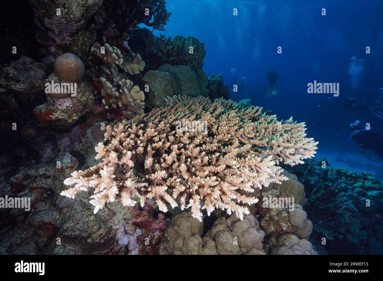 Staghorn coral (Acropora), diver in the background, Small Abu Reef dive site, Fury Shoals, Red Sea, Egypt Stock Photo