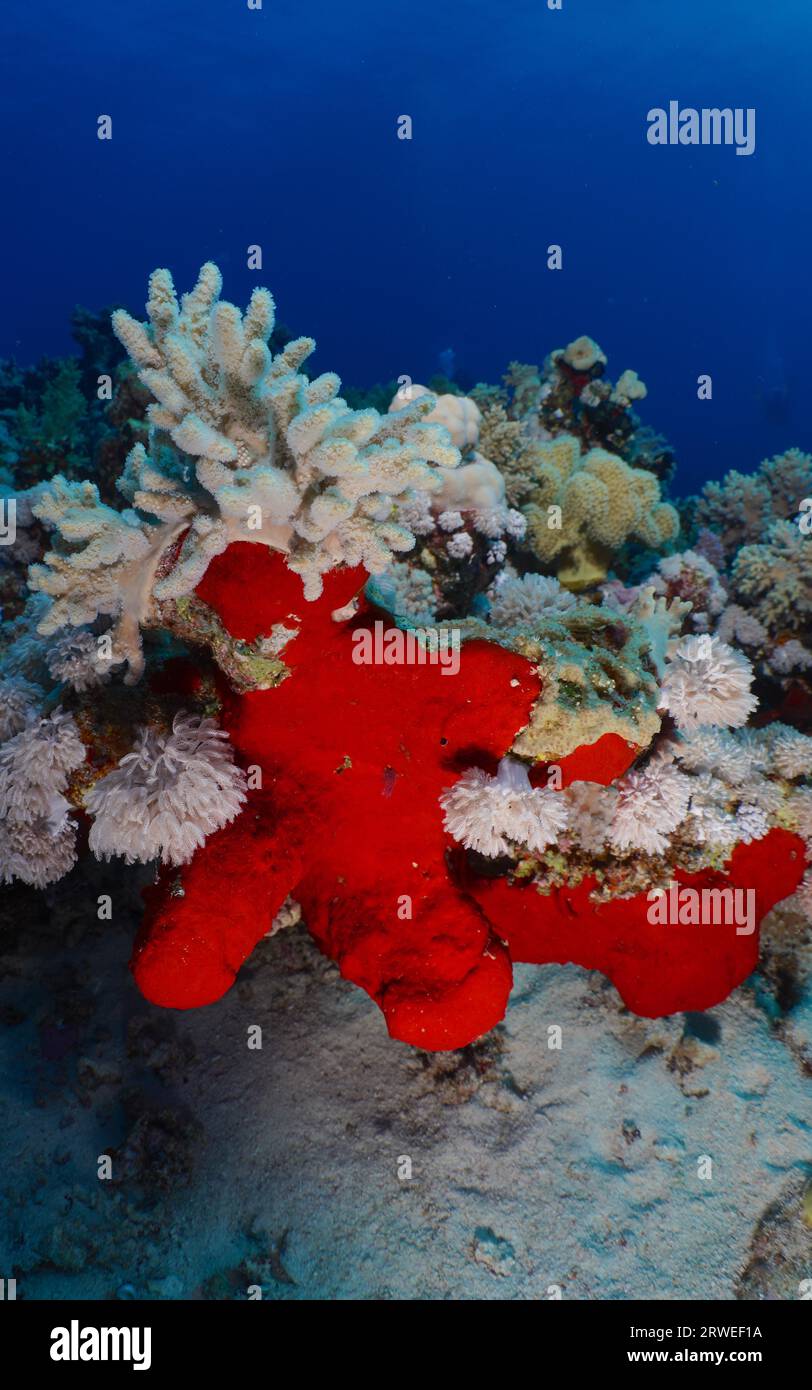 Red Drilling Sponge (Pione vastifica), Sea sponge, Dive site Abu Dabab Reef, Egypt, Red Sea Stock Photo