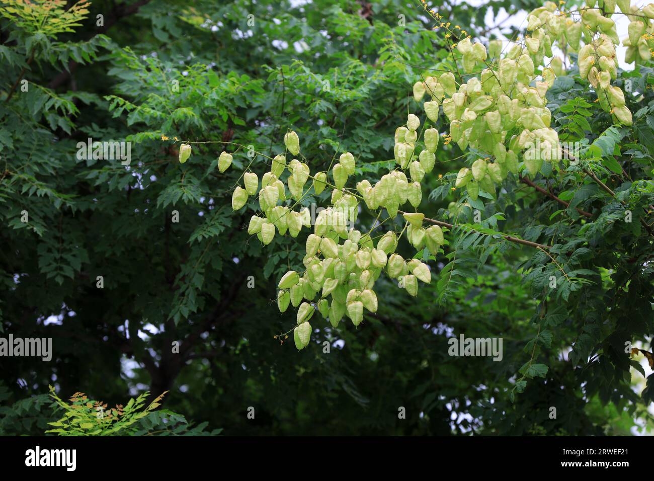 Luan tree hi-res stock photography and images - Alamy