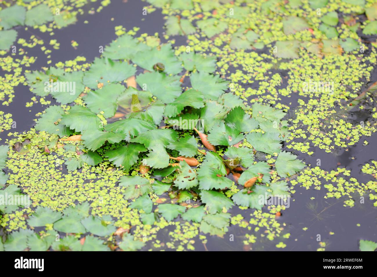 The aquatic plant water chestnut is on the water, North China Stock