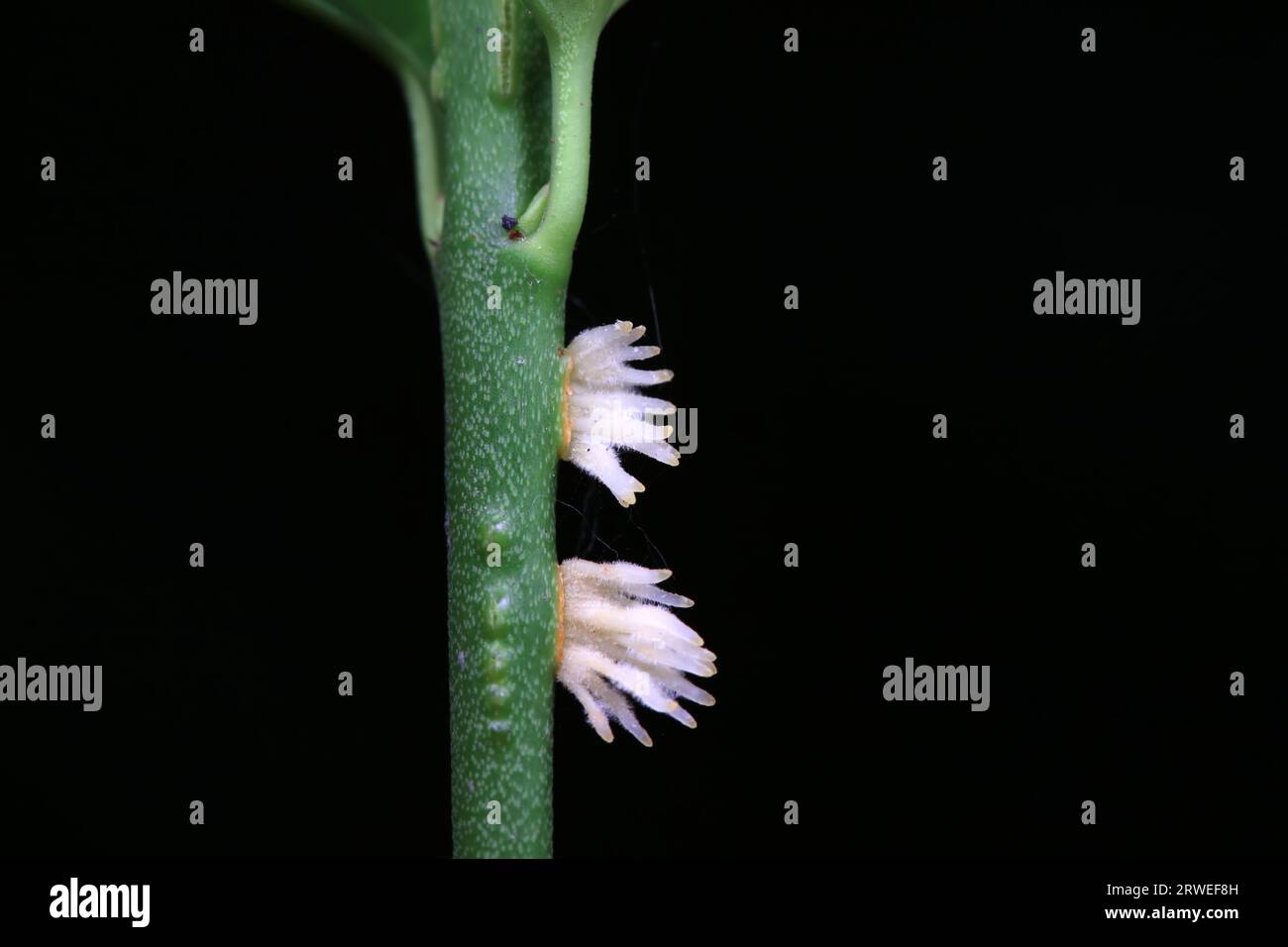 Rooting boxwood hi-res stock photography and images - Alamy