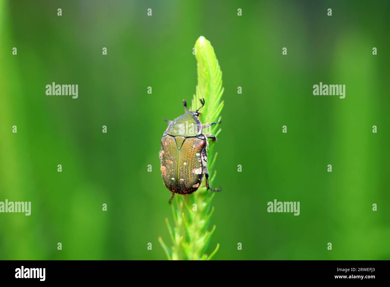 Coleoptera Chrysomelidae insects, North China Stock Photo - Alamy