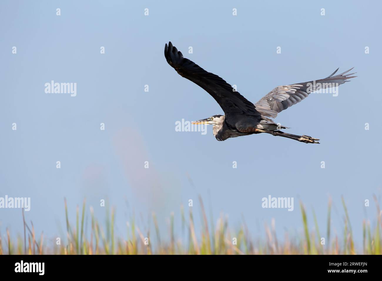 Grey heron in the wild in the flight Stock Photo