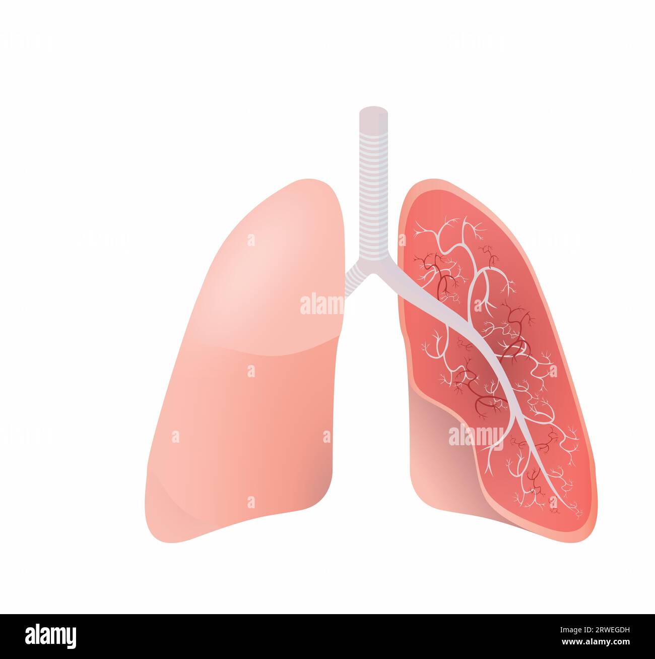 Lung anatomy with cross section C-Section Stock Photo