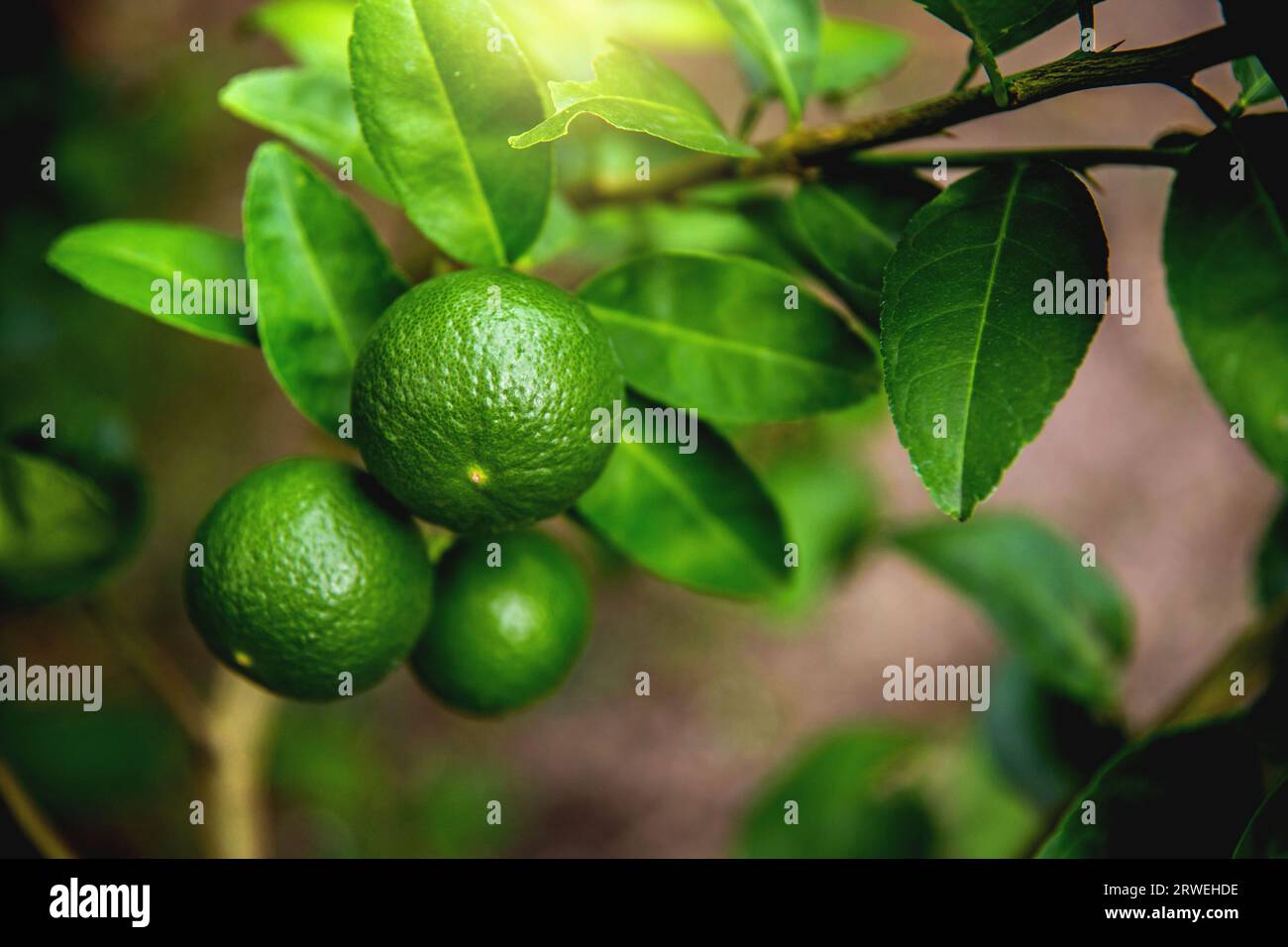 limes tree in the garden are excellent source of vitamin C.Green