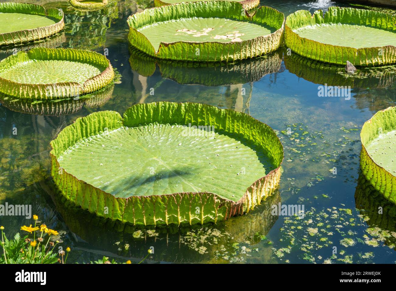Pond with duckweed and lily leaves Stock Photo