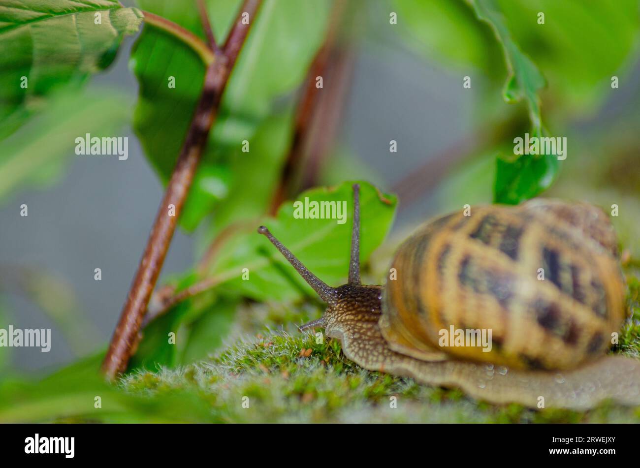 macro photograph of a snail on green natural background Stock Photo - Alamy