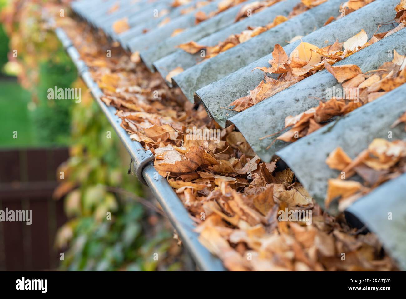 Rain gutter full of autumn leaves Stock Photo