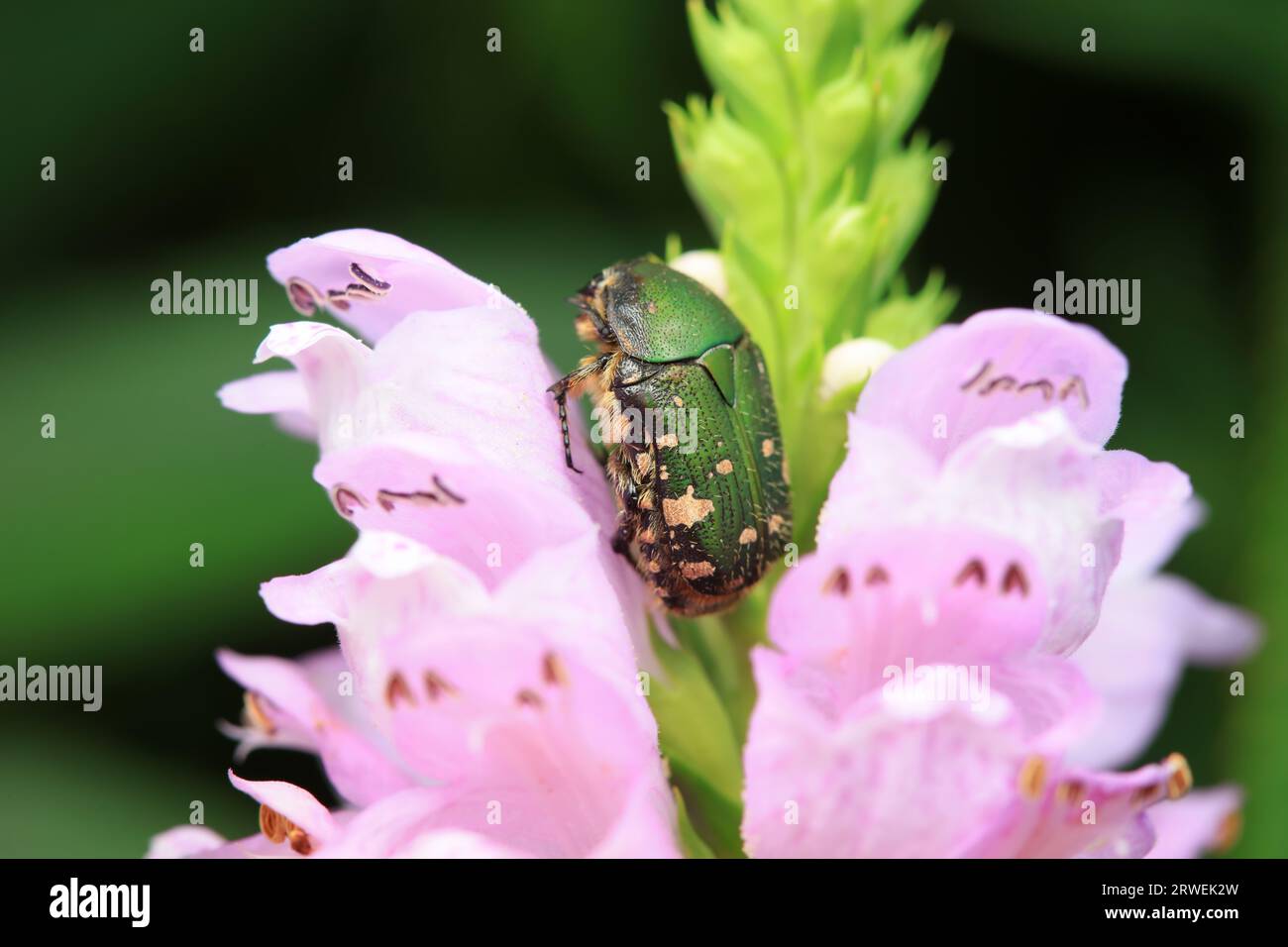Coleoptera Chrysomelidae insects, North China Stock Photo - Alamy