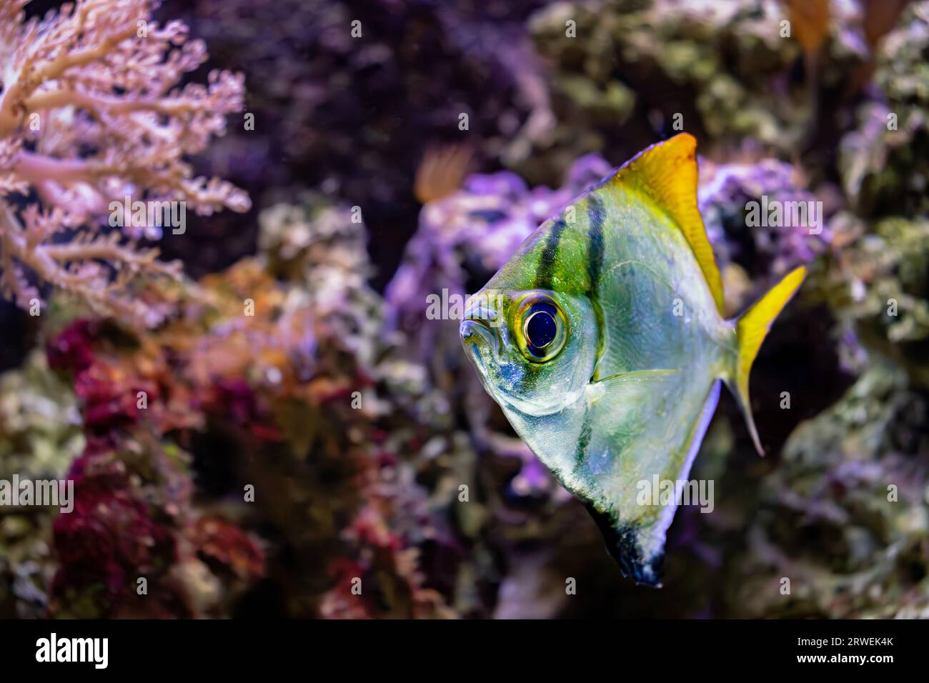 Diamondfish Stock Photo