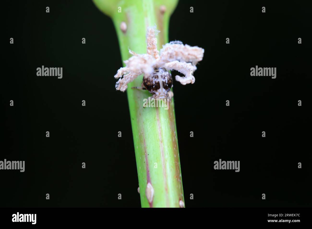 Hemiptera wax Cicadellidae insects on wild plants, North China Stock ...