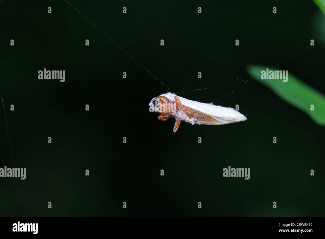 Spiders catching insects hi-res stock photography and images - Alamy