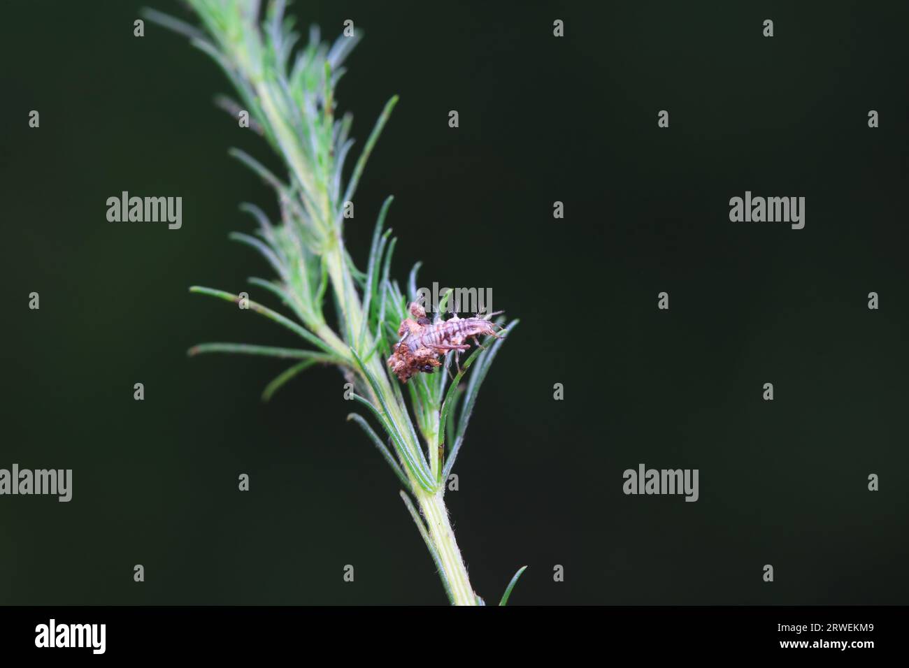 Chrysopid larvae - aphid lions in the wild, North China Stock Photo